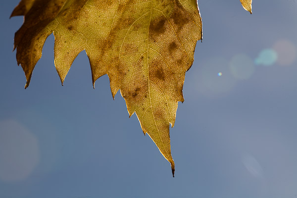 Fin de vigne ou flare d'automne