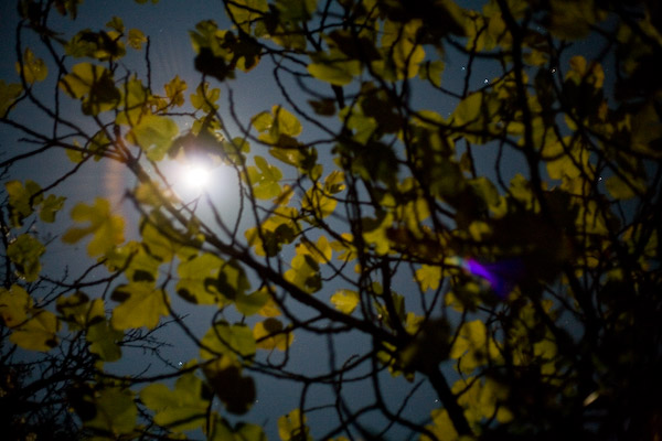 Lune de figuier